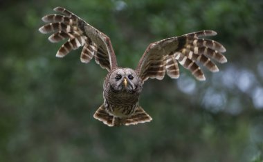 Parmaklıklı baykuş Strix kameraya doğru uçuyor, kanatlar yukarı ve yana, gözler odaklı, kararlı görünüm, yeşil ağaçlar ve bokeh arka plan, tüyler üzerinde arka ışıklandırma