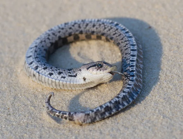 Vrouwelijke Jonge Wilde Zuidelijke Hognose Slang Heterodon Simus Tot Leven — Stockfoto