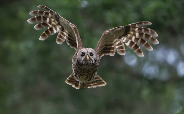 Barred Sowa Strix Varia Lecąca Kierunku Kamery Skrzydła Góry Góry — Zdjęcie stockowe