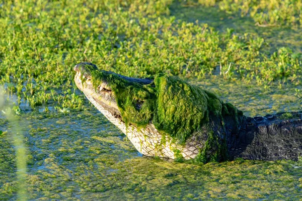 アメリカのワニ ワニのミッションピエンシス は頭と目を覆う緑藻のツメ 目に見える歯を隠し 獲物を待ち伏せする準備ができている — ストック写真