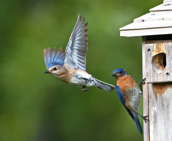 Fêmea Oriental Bluebird Sialia Sialis Voando Longe Caixa Nidificação Como — Fotografia de Stock