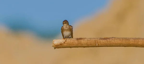 Northern Rough Winged Swallow Stelgidopteryx Serripennis Visão Perfil Close Empoleirado — Fotografia de Stock