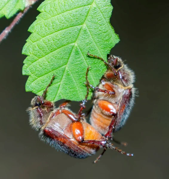 June Bug, May Beetle, or June beetle, (Phyllophaga spp.) mating while eating Florida elm (Ulmus americana) leaf, fuzzy shell, orange red coloring, leaf margins scalloped from consuming, Florida native