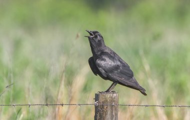 Amerikan karga (Corvus brachyrhynchos) Florida 'da ağız açık çağrı; dikenli tel çit direği üzerine tüy detayları, yeşil çimen bokeh arka plan; parlak iridescence