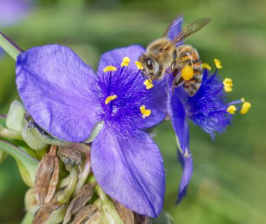 ohio spiderwort, bluejacket (Tradescantia ohiensis), clumped showing bright purple yellow petals with yellow pollen heads, bokeh background, extreme detail with a honey bee (Apis mellifera), close up clipart