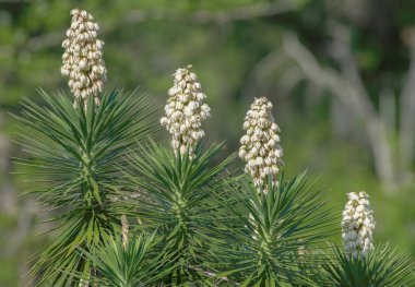4 yükseklikte büyüyen İspanyol süngüsü (Yucca aloifolia), bireysel çiçekleri 6 parçalı, çan şeklinde ve aşağıya doğru sarkık; yukarı doğru kıvrılmış yapraklar gibi sert, keskin bir iğnedir. Yiyecek ve bitki örtüsü