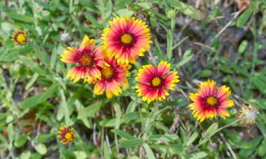 Hint battaniyesi, Firewheel, Girasol Rojo (Gaillardia pulchella), Florida 'nın yerli çiçeği, sarı ışın çiçekleri ve kırmızı- kahverengi merkez disk çiçekleri, arka planda bulanık yeşil yapraklar