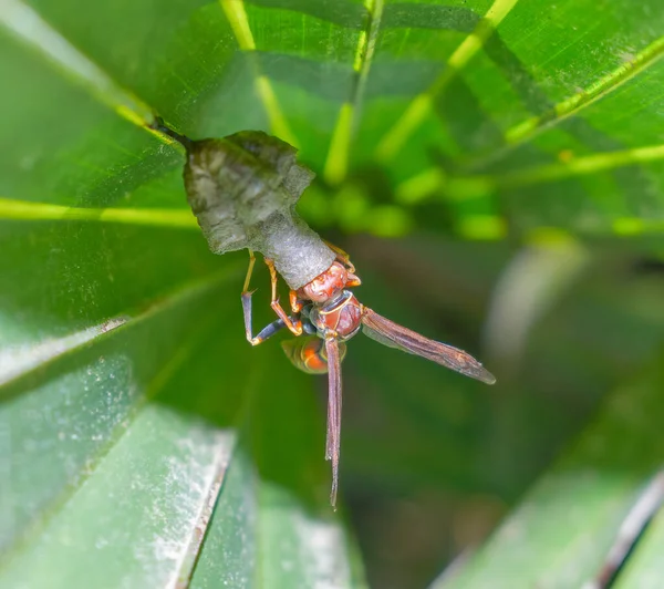 Vespa Papel Vermelho Polistes Dorsalis Hymenoptera Vespidae Com Bola Comida — Fotografia de Stock