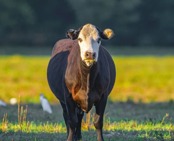 Vache Angus Noir Blanc Bos Taurus Regardant Caméra Fond Bokeh — Photo