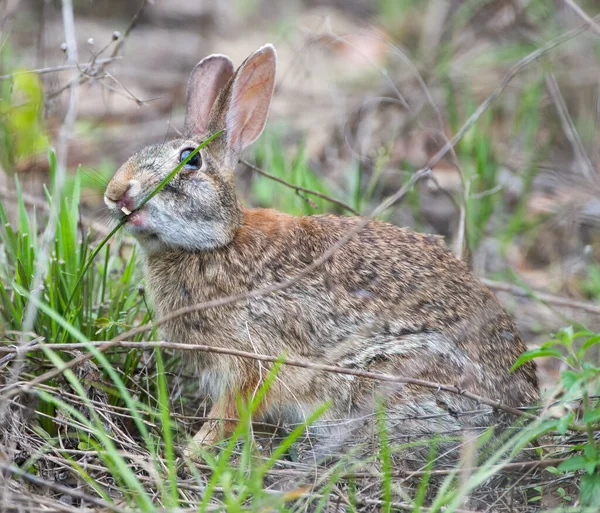 Дикий Кролик Флориды Sylvilagus Floridanus Волчьей Пастью Плохими Зубами Поедающий — стоковое фото