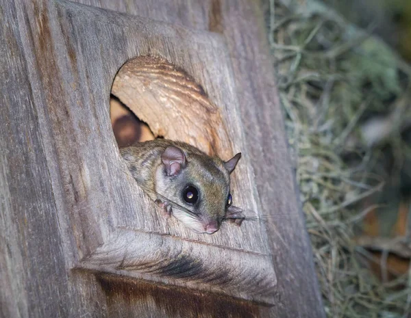 Южная Летающая Белка Glaucomys Volans Выглядит Мило Выглядывая Отверстия Коробки — стоковое фото