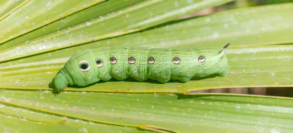 Tersa Sfinge Falena Falco Xylophanes Tersa Sulla Foglia Palmetto Sega — Foto Stock