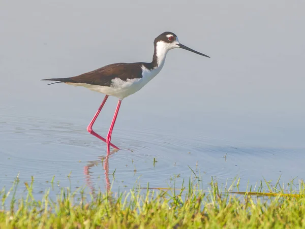 Éstille Cou Noir Himantopus Mexicanus Oiseau Rivage Marchant Eau Peu — Photo