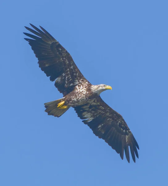 Genç Amerikan Kel Kartalı Haliaeetus Leucocephalus Yaklaşık Olarak Yaşında Kanatlarını — Stok fotoğraf