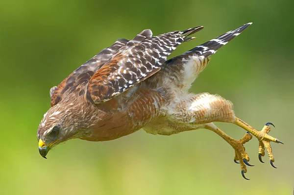 Kırmızı omuzlu Şahin (Buteo lineatus) avına doğru hızla uçuyor - pençeler arkada ve açık - yüzdeki ciddi ifade bulanık yeşil ve sarı arka plan