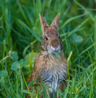 Bataklık tavşanı (Sylvilagus palustris) çimen yer - sevimli sevimli sevimli yüz ifadesi - etrafında değişik yeşil bitkiler - Sweetwater Gainesville Florida