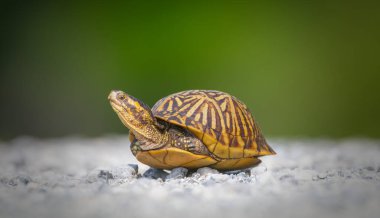 Florida Kutu Kaplumbağası (Terrapene carolina bauri) beyaz çakıl yolundan geçiyor - bacaklar yan görüş gösteriyor - Sweetwater bataklıkları Gainesville Florida- beyaz ve yeşil bulanık arkaplan