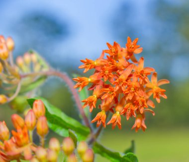 Asclepias tuberosa, Kuzey Amerika 'nın doğusunda ve güneybatısında yetişen bir yosun türüdür (yeşil çimen mavi gökyüzü turuncusu).