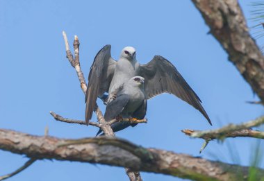 Erkek ve dişi Mississippi uçurtma kuşları, Florida 'da uzun yaprak çam dalında çiftleşen Ictinia Missippiensis, mavi gökyüzü arka planı, parlayan kırmızı gözler, hayalet Drakula görüntüsü.