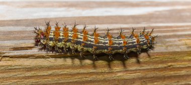 Tırtıl ya da larva türü olan The buck güve, Hemileuca maia (Drury), Satürniidae familyasının bir üyesidir.