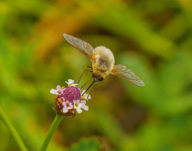 Bombylius büyük parazit arı kurbağa meyvesi üzerinde uçar Phyla nodiflora - kanat yanardöner rengi, sarı tüylü, mor başlı küçük beyaz çiçekli - yeşil bulanık arkaplan