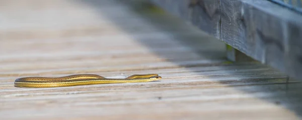 Serpent Ruban Est Thamnophis Sauritus Rampant Glissant Sur Une Promenade — Photo