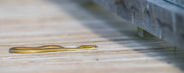 Doğu kurdele yılanı (Thamnophis sauritus) sabahın erken saatlerinde Sweetwater bataklıkları Gainesville, Florida 'da tahta tahta kaldırımda sürünüyor - turuncu gözlü sarı siyah beyaz renkler