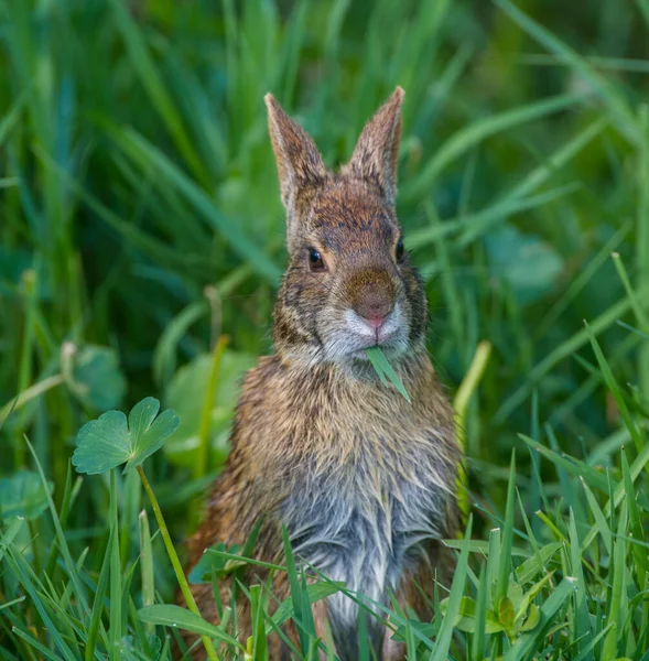 Болотный Болотный Кролик Sylvilagus Palustris Поедающий Траву Сидящий Милом Очаровательном — стоковое фото