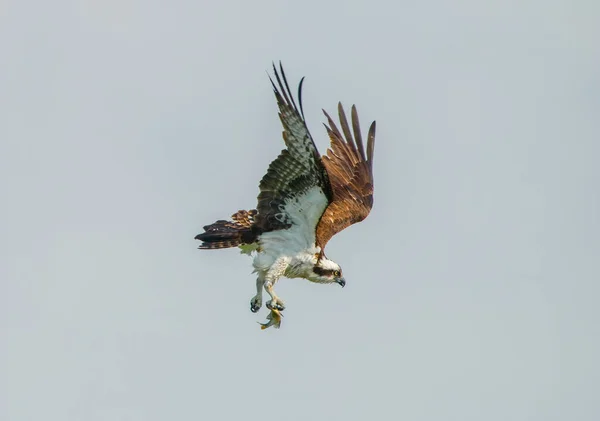 Osprey Pandion Haliaetus Volando Con Peces Sus Garras Que Cambia — Foto de Stock