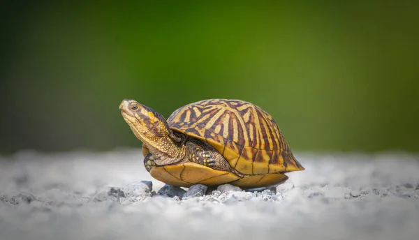 Florida Kutu Kaplumbağası (Terrapene carolina bauri) beyaz çakıl yolundan geçiyor - bacaklar yan görüş gösteriyor - Sweetwater bataklıkları Gainesville Florida- beyaz ve yeşil bulanık arkaplan