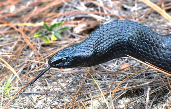 Serpiente India Del Este Salvaje Drymarchon Couperi Disparo Cabeza Cuello — Foto de Stock