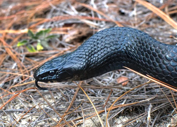 Serpiente India Oriental Salvaje Drymarchon Couperi Disparo Cabeza Cuello Con — Foto de Stock