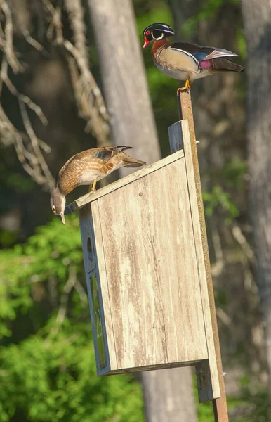 Verpaartes Paar Männliche Und Weibliche Waldenten Oder Carolina Enten Aix — Stockfoto