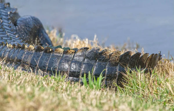 American Alligator Tail Alligator Mississippiensis Tail Close Edge Fresh Water — Stock Photo, Image