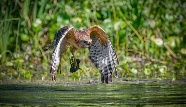 Kırmızı omuzlu şahin (Buteo lineatus) yiyecek avıyla uçarken Florida 'da nehir üzerinde su damlacıkları, kanatlar aşağıda, su arka planında yavru Gallinule (Gallinula galeata) ya da moorhen (Gallinula galeata) yakaladı.