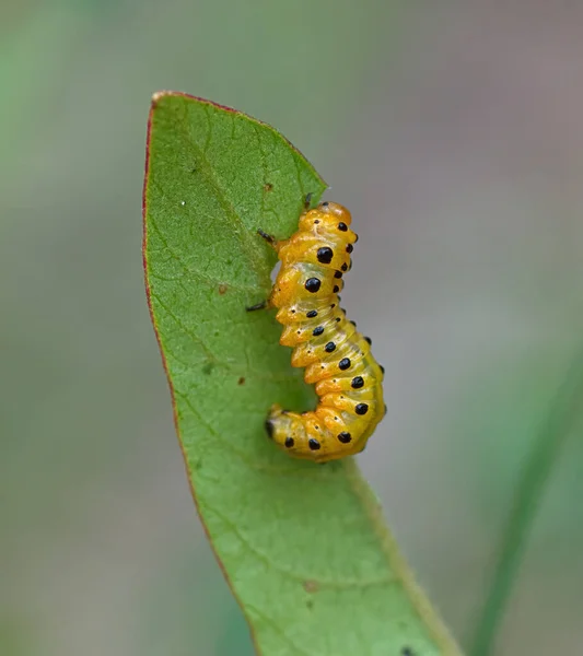 Neodiprion Lecontei Kızıl Çam Sineği Kanatlı Sumac Yaprağı Rhus Copallinum — Stok fotoğraf