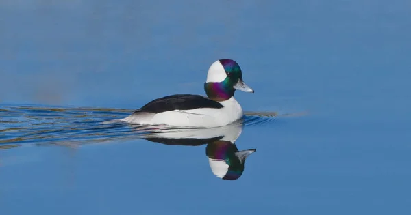 Bufflehead Drake Duck Bucephalus Alveolar Swimming Calm Blue Water Nice — Stock Photo, Image