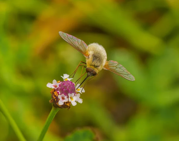 Bombylius major parasitic bee fly on frog fruit Phyla nodiflora - wing iridescent color, blonde fuzzy furry , purple head with small tiny white blooms - green blurred background