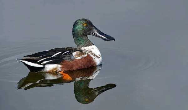 Kuzeyli erkek kürekçi drake (Spatula clypeata) yeşil yanardöner başlı, turuncu gözlü, geniş siyah gagalı, yansımalı, büyük bir detayla, Bill 'in üzerindeki lamellae' yi gösteriyor.