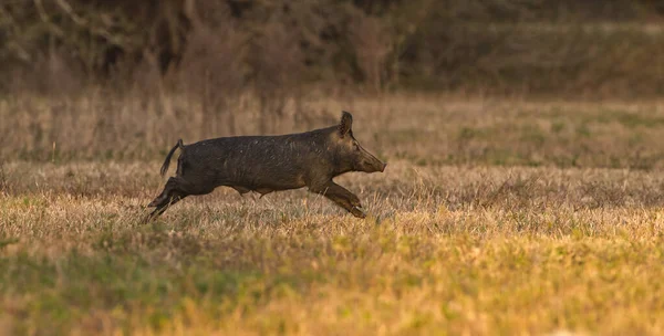 Divoká Divoká Prasata Prasata Nebo Prasata Sus Scrofa Běžící Otevřeném — Stock fotografie