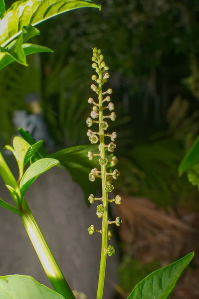 Phytolacca Americana Известный Американский Pokeweed Салет Тык Цветущий Стебель Дракона — стоковое фото