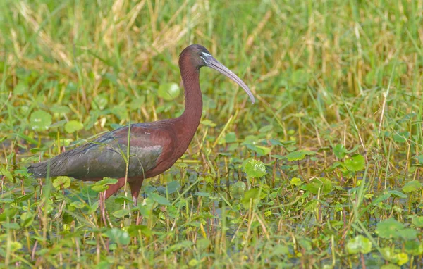 Ibis Luisant Plegadis Falcinellus Marchant Dans Les Eaux Peu Profondes — Photo