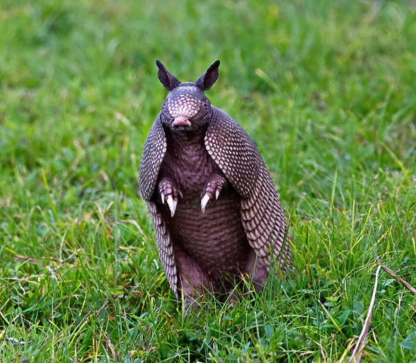 Wild nine-banded armadillo (Dasypus novemcinctus), or the nine-banded, long-nosed armadillo, is a medium-sized mammal, sitting up with claws exposed, in green grass, curiously looking at camera