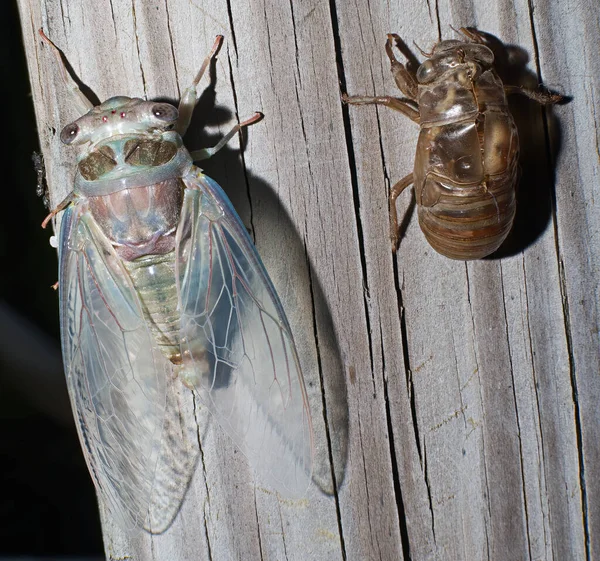 Cicala Appena Emersa Magicada Spp Florida Mostra Occhi Rossi Semplici — Foto Stock