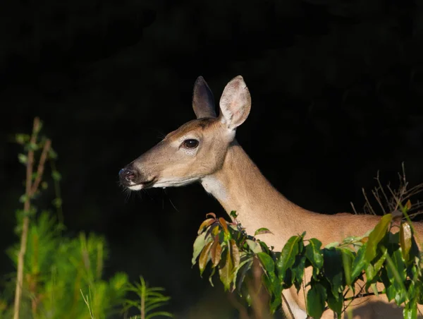 雌が影から出てくる野生の白尾鹿 Odocoileus Virginianus 顔の詳細とプロフィールビュー 周囲の植物の生活 暗い背景 — ストック写真