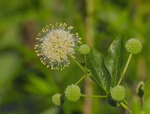 Cephalanthus batısında L.Common Buttonbush, Buttonbush, Button Willow, Honey Bells, Bal Çanları, Bal Topları, sarı polen başlarını, seçici odak noktalarını gösteren ayrıntıları kapatın.