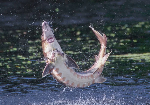 Esturjão Golfo Adulto Selvagem Acipenser Oxyrinchus Desotoi Saltando Água Rio — Fotografia de Stock