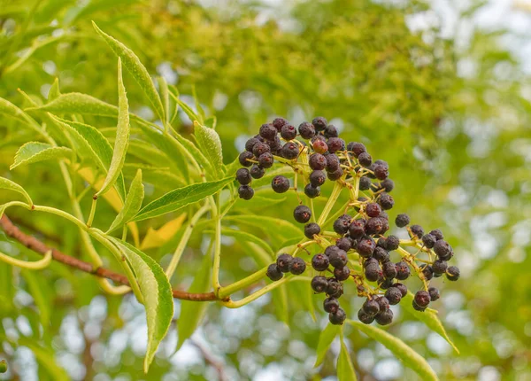 Buah Elderberry Liar Biasa Sambucus Canadensis Tumbuh Pohon Dengan Embun — Stok Foto