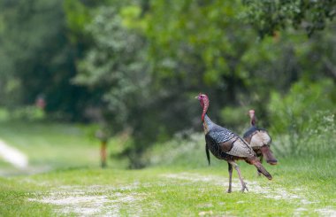 İki vahşi erkek Osceola yabani hindi tomu Meleagris dörtnala osceola Kuzey Florida 'da yeşil çimlerin ıssız arazisinde yürüyor. Mahmuzlar, sakallar, parlak mavi renkler.