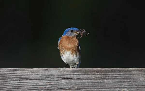 Male eastern blue bird - Sialia sialis - perched on wooden fence with large female Hogna carolinensis, commonly known as the Carolina wolf spider to feed babies